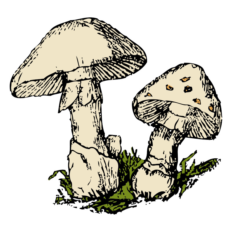 Vintage Mushroom Sketch with Spotting Heads
